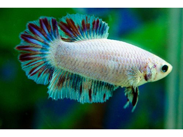 BETTA SPLENDENS HALF MOON COLOR MIX male XL