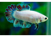 BETTA SPLENDENS HALF MOON COLOR MIX male XL