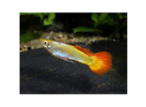 Poecilia reticulata / Guppy German sunset L