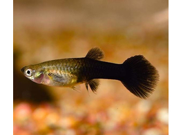 Poecilia reticulata Guppy Female Black L