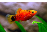 Xiphophorus maculatus Coral Platy Red Calico L