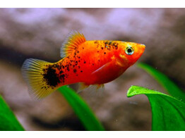 Xiphophorus maculatus Coral Platy Red Calico L