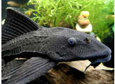 HYPOSTOMUS PLECOSTOMUS 4