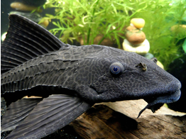 HYPOSTOMUS PLECOSTOMUS 4