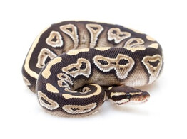 Python regius Ballpython Mojave Nakweek / Elevage S