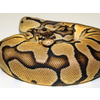 Python regius Ballpython Pastel Nakweek / Elevage S