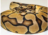 Python regius Ballpython Pastel Nakweek / Elevage S