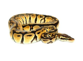 Python regius Ballpython Pastel Nakweek / Elevage S