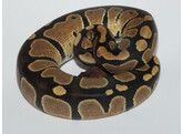 Python regius Ballpython Classic Nakweek / Elevage S