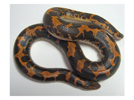 Gonglyophis colubrinus Sand Boa Nakweek / Elevage M