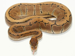 Python regius Ballpython Pinstripe Nakweek / Elevage S