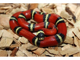 Lampropeltis t.sinaloae Sinaloan Milk Snake Nakweek / Elevag