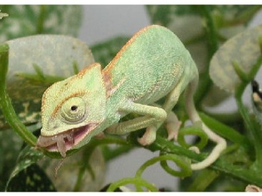 Chamaeleo calyptratus Veiled Chameleon Blue Nakweek / Elevag