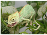 Chamaeleo calyptratus Veiled Chameleon Blue  Nakweek / Elevage M