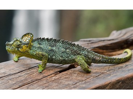 Trioceros hoehnelii Helmeted Chameleon  Nakweek / Elevage L