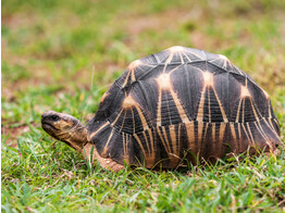 Asterochelys radiata Radiated Tortoise Nakweek / Elevage SM