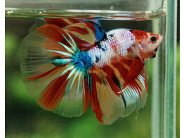 Betta splendens Male Half Moon Koi XL