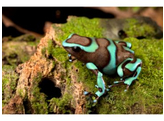 Dendrobates auratus Dartfrog Birkhahn/Bronze Nakweek / Elevage S-M