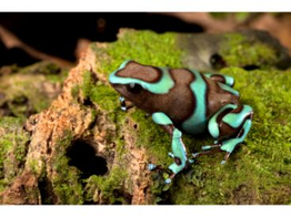 Dendrobates auratus Dartfrog Birkhahn/Bronze Nakweek / Eleva