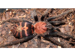 Davus pentaloris Red Tiger Rump Tarantula Nakweek / Elevage S