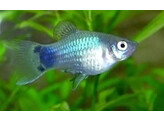 Xiphophorus maculatus Platy Coral Blue L