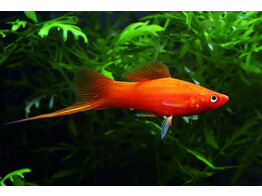 xiphophorus helleri  xipho red  L