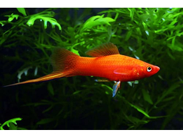 xiphophorus helleri  xipho red  L