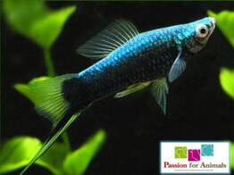 Xiphophorus helleri  xipho black  L