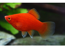 Xiphophorus maculatus blood red balloon ML  coral platy 