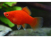 Xiphophorus maculatus blood red balloon ML  coral platy 