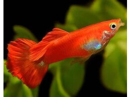 Poecilia reticulata / Guppy male blond red L