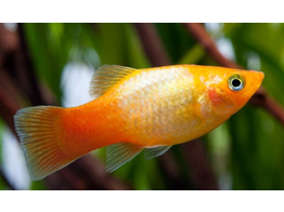 Xiphophorus maculatus Neon Sunset Platy ML