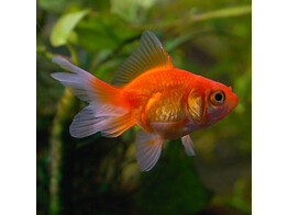 Carassius auratus fantail red 6-7 AA-Grade