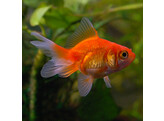 Carassius auratus fantail red 6-7 AA-Grade