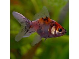 Carassius auratus fantail calico 4-5