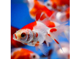 Carassius auratus fantail red-white 6-7 AA-Grade