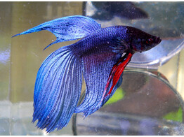 Betta Splendens  male  XL