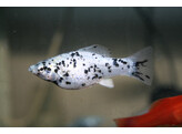 Poecilia Sphenops   molly dalmatier  M