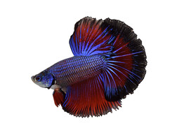 Betta splendens Half moon L