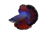 Betta splendens Half moon L