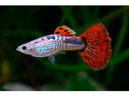 Poecilia reticulata / Guppy male cobra red L