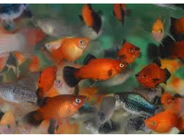 Xiphophorus maculatus  platy coral mix  M