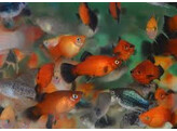 Xiphophorus maculatus  platy coral mix  M