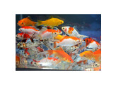 Carassius auratus comet mix 5-6