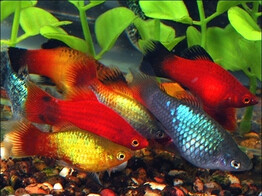 Xiphophorus maculatus Platy assorted L