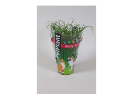 Kattengras - Herbe a chat - Cyperus tray per 3