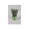 Kattengras - Herbe a chat - Cyperus tray per 8