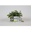 Schildpaddenplant - Plante pour tortue - Callisia repens tra