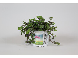 Schildpaddenplant - Plante pour tortue - Callisia repens tray per 3