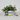 Schildpaddenplant - Plante pour tortue - Callisia repens tra